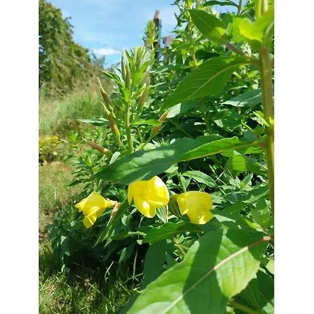 Ferienhaus With 3 Bedrooms *