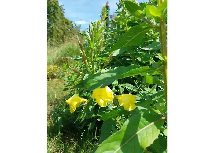 Vakantiehuis With 3 Bedrooms *